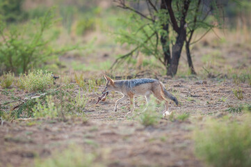 Black backed jackal with an Impala leg in its mouth