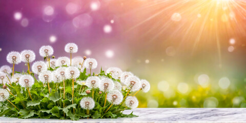 Obraz premium Dandelions on Marble Table with Spring Bokeh Background
