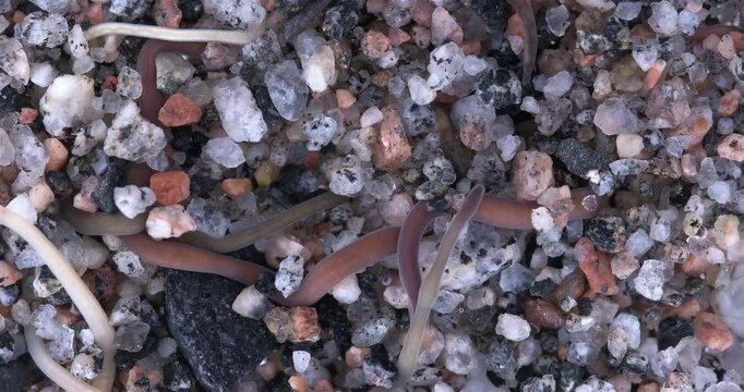 Colony of different Nemertea worms: Amphiporus lactifloreus, Lineus ruber, Lineus viridis. Predators, visible as they burrow into sandy silt and move in it. White Sea