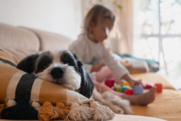 Small dog resting on a comfortable pillow while a little girl plays with toys on the couch in a cozy home setting