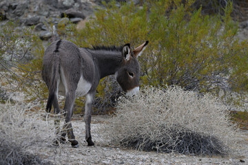 Wild burro eating Thurbers Sandpaper bush.