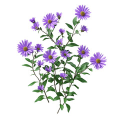 Vibrant Purple Aster Flowers Blooming in Full Glory