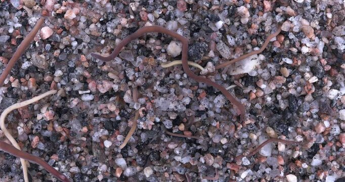 Colony of different Nemertea worms: Amphiporus lactifloreus, Lineus ruber, Lineus viridis. Predators, visible as they burrow into sandy silt and move in it. White Sea