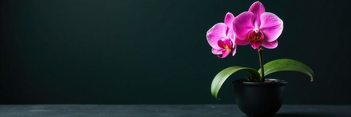 Obraz premium Potted Phalaenopsis orchid in full bloom on dark surface, botanical, green