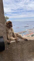posing monkey