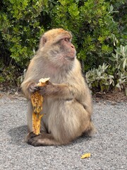 posing monkey with banana
