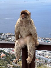 posing monkey