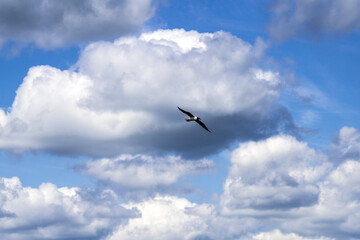 Flying sea mew in the cloudy blue sky