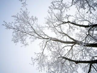 Tree branch with rime ice at Macolin, Bern Canton, Switzerland