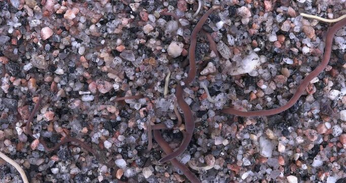 Colony of different Nemertea worms: Amphiporus lactifloreus, Lineus ruber, Lineus viridis. Predators, visible as they burrow into sandy silt and move in it. White Sea