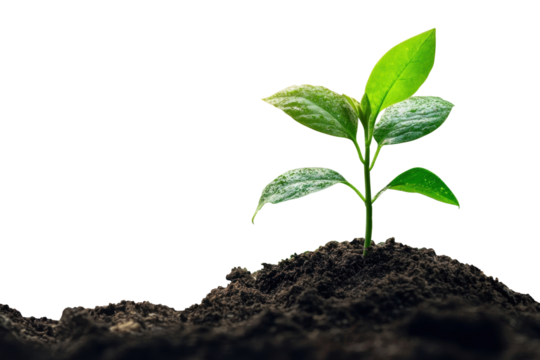 Young plant growing in soil sprout nature green.