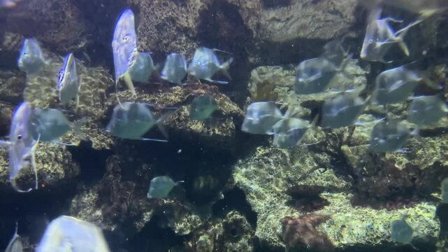 School of silver Lookdowns  (Selene vomer) 