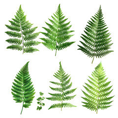Obraz premium Collection of Different Fern Fronds: A Botanical Showcase of Green Leaf Varieties
