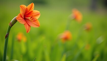 Single orange amaryllis flower isolated in a field, isolation, bloom, orange