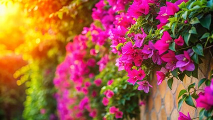 Obraz premium Vibrant Pink Bougainvillea Flowers Blooming in a Lush Garden