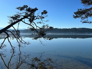 Winter landscape moorlands Osterseen, Iffeldorf, Munich, Bavaria, Germany:Idyllic and mystic atmosphere at the lake Big Ostersee with view to the alpine mountains and the Zugspitze on a sunny day