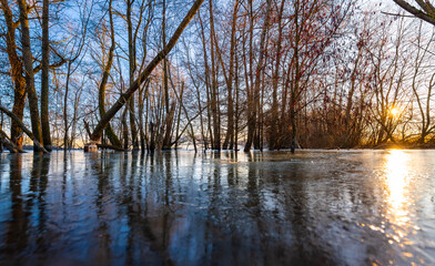 A beaver (Castoridae) built a dam and dammed up a small creek near Tübingen (Germany). Gnawed trees stand in the water of the small pond, the surface of which is frozen in winter. Sunrise atmosphere.
