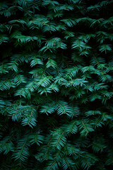 Fototapeta premium Green branches of a green coniferous tree close-up. Natural green Christmas tree background.