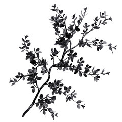 Elegant black floral branch, isolated on transparent background, showcasing intricate details.