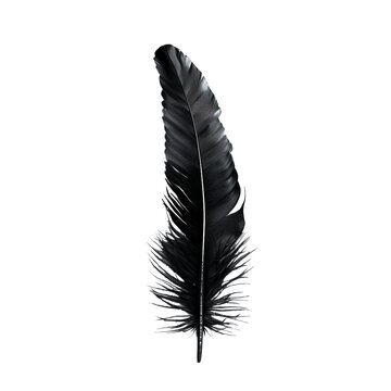 Fototapeta Single Elegant Black Feather Isolated on White, Mysterious and Serene.