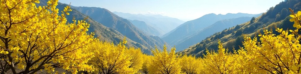 Forsythia bushes in full bloom against a backdrop of rolling mountains, full bloom, springtime scenery