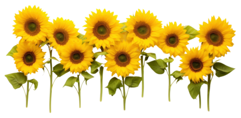 PNG Bright sunflowers arranged in row