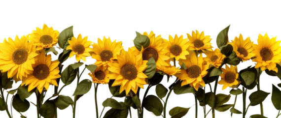 PNG Bright sunflowers with green leaves