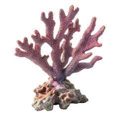 Obraz premium Stunning Pink Coral Specimen on Rock Base