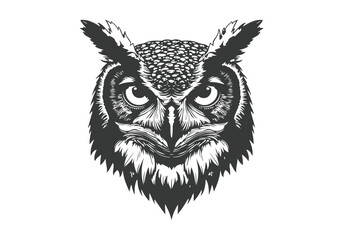 owl on white background