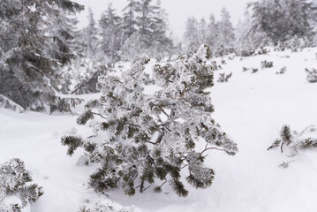 Karkonosze in winter in Poland. Winter mountain landscape....