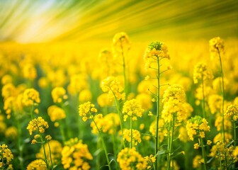 Fototapeta premium Vibrant Yellow Mustard Flowers Blooming in Field - Long Exposure Photography