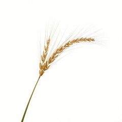 Fototapeta premium Oat plant isolated on white background without shadow, oats, plant