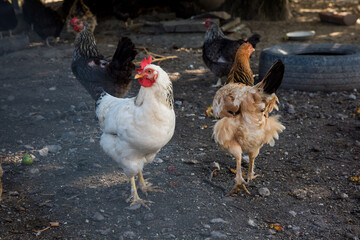 Group of chickens hens in a farm yard. Agriculture nature farm concept. 