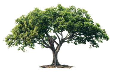 PNG  Solitary tree in barren landscape