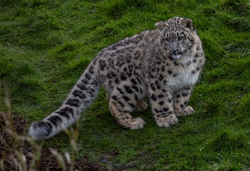 Snow Leoard cub captive animals in a zoo