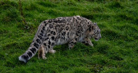 Obraz premium Snow Leoard cub captive animals in a zoo