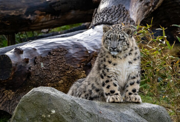 Snow Leoard cub captive animals in a zoo