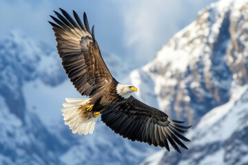Obraz premium A majestic eagle soaring against a snowy mountain backdrop.