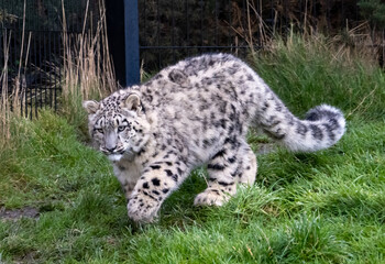 Snow Leoard cub captive animals in a zoo