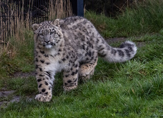 Snow Leoard cub captive animals in a zoo
