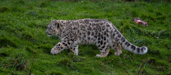 Snow Leoard cub captive animals in a zoo