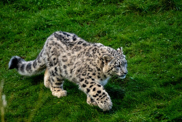 Snow Leoard cub captive animals in a zoo