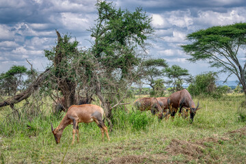 The topi, korrigum, or tiang (Damaliscus korrigum) is a species of artiodactyl mammal belonging to the Bovidae family.