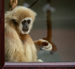 captive animals in a zoo