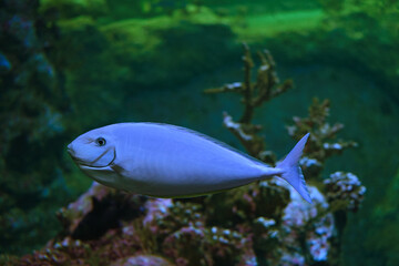 Smooth unicorn fish in aquarium close up.