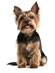 small shaggy dog ​​of the Yorkshire Terrier breed sitting on a white isolated background