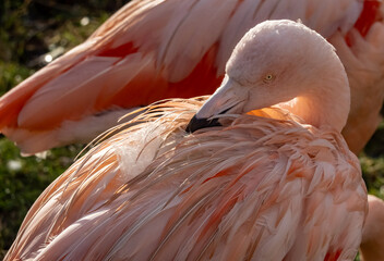 Fototapeta premium Pink Flamingo bird - captive animals in a zoo