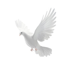 Obraz premium Serene White Dove in Flight: A Symbol of Peace and Hope