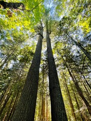 Fototapeta premium Tall trees