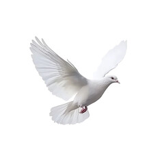 Obraz premium Majestic White Dove in Flight: A Symbol of Peace and Serenity